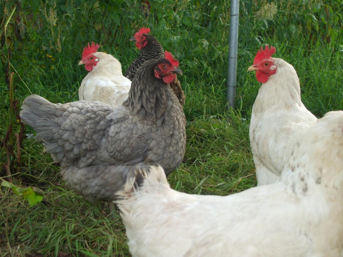 The Brown Hen Guest Accommodation Bandon Luaran gambar
